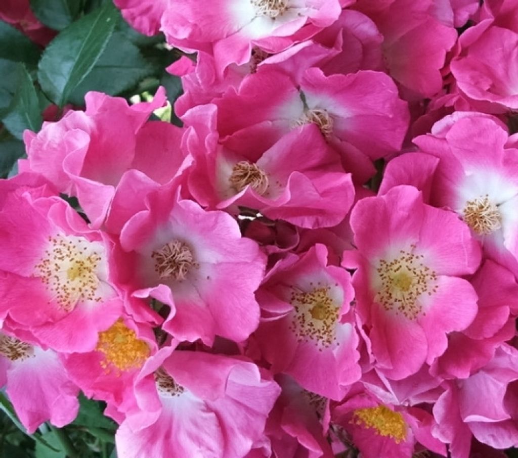 Historische Ramblerrose American Pillar, van Fleet, 1902 - Co. 5 Liter