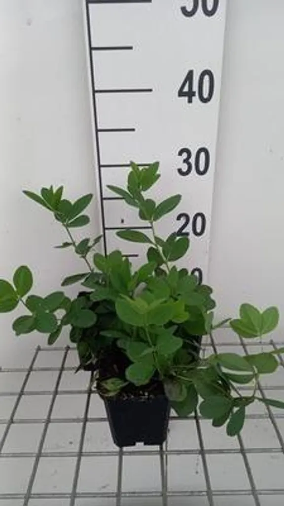 Baptisia Lemon Meringue Jaune Citron - 6 Plants en Pot - Faux Indigo
