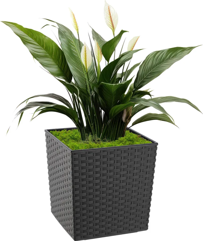 Cache-pot graphite 30cm résistant avec insert de plantation intégré - 15