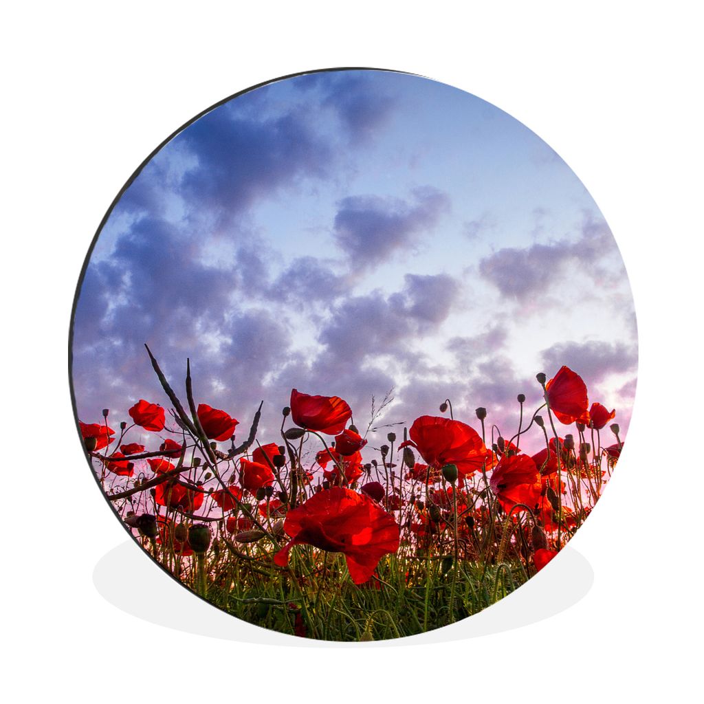 MuchoWow Aluminium Wandkreis Mohnblumen - Sonnenuntergang - Frühling Ø 60 cm Wanddeko Modern Wohnzimmer - Wand Kreis - Wandbild - Schlafzimmer ...
