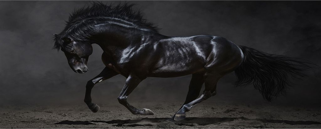 Tulup Leinwandbild - 125x50 cm - Wandkunst - Drucke auf Leinwand - Leinwanddruck - Tiere - Schwarz - Schwarzes Pferd