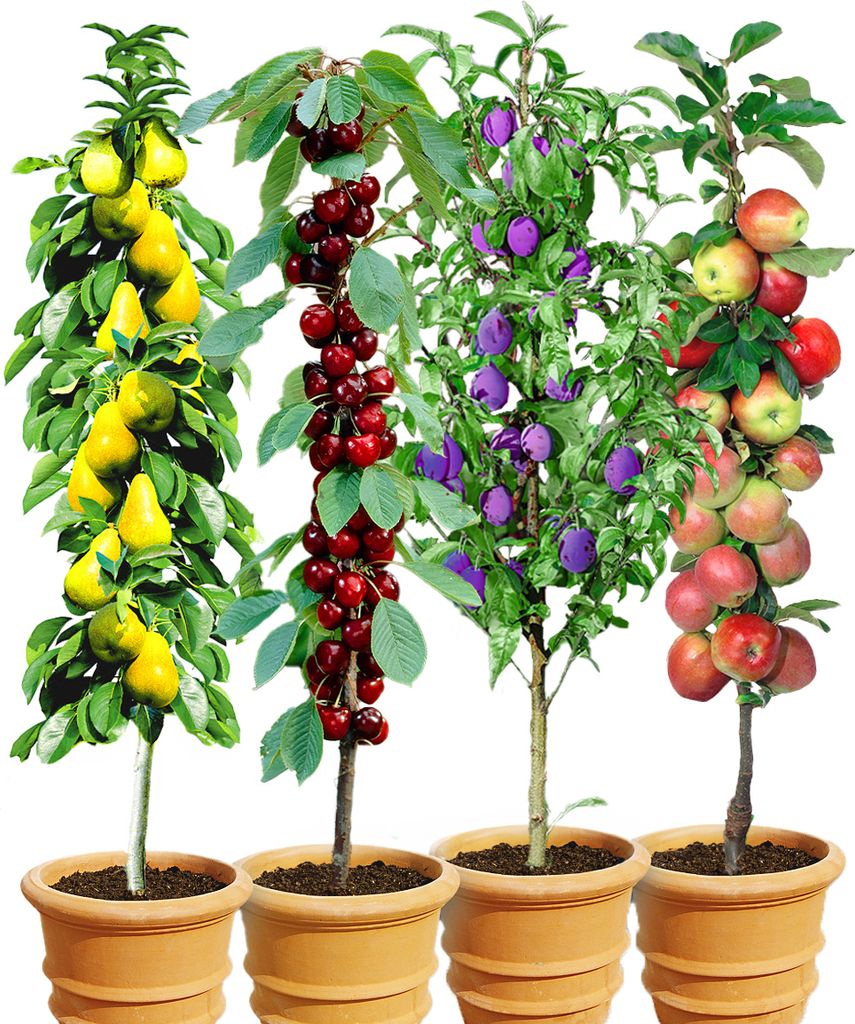 Four potted fruit trees, each bearing different types of fruit, are displayed against a white background.