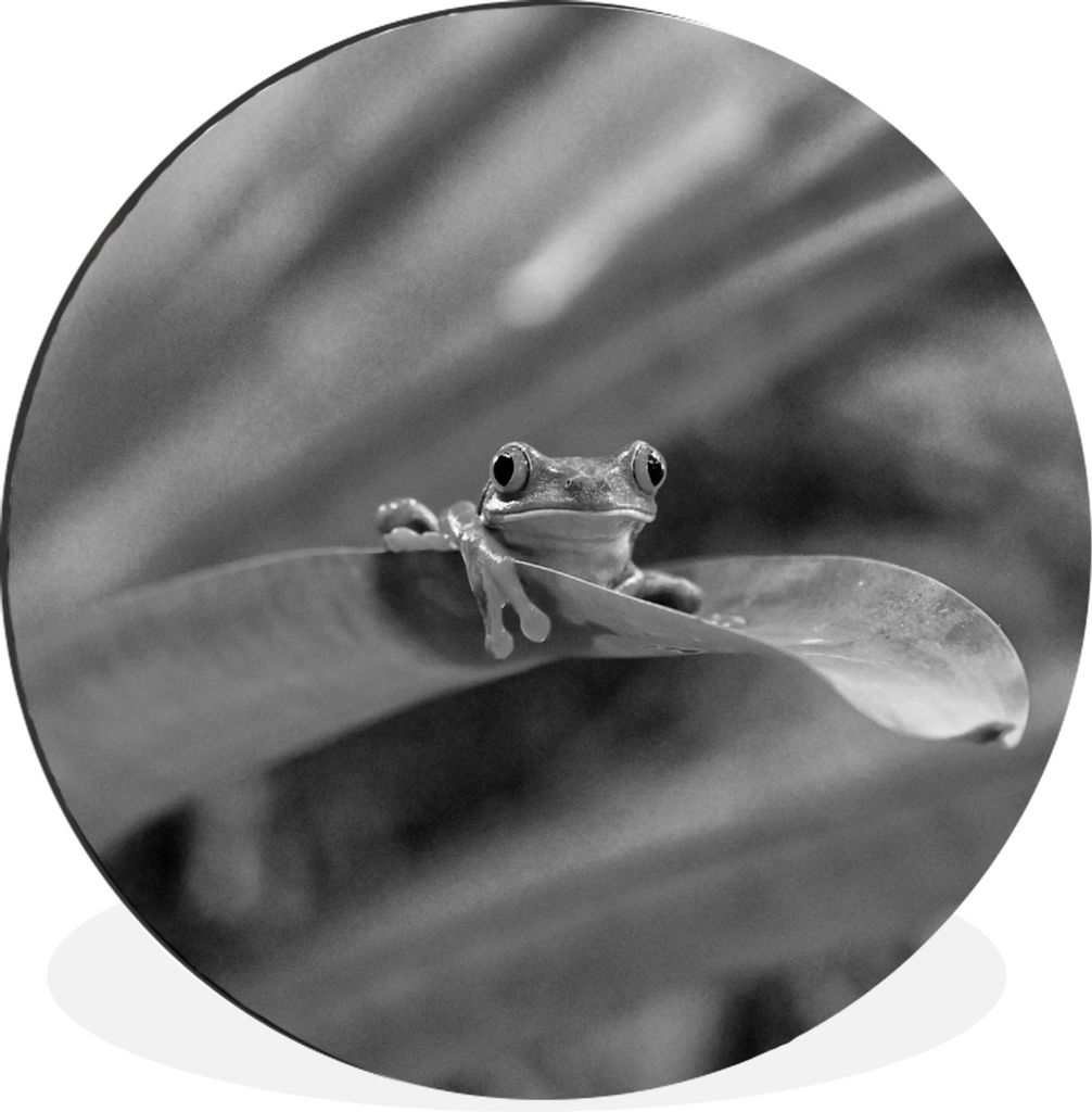 MuchoWow Aluminium Wandkreis Rotaugenmakakenfrosch unter Blättern in Costa Rica in schwarz-weiß Ø 30 cm Wanddeko Modern Wohnzimmer - Wand Bild...