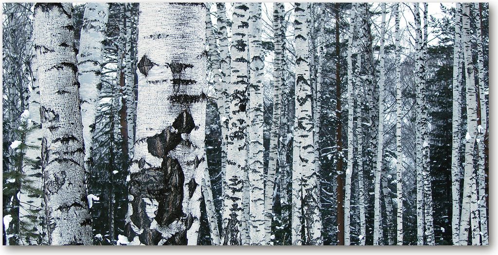 Tulup Glas-Bild -140x70- Wandkunst Dekorative Wand für Küche & Wohnzimmer - Blumen & Pflanzen - Birken Bäume - Weiß