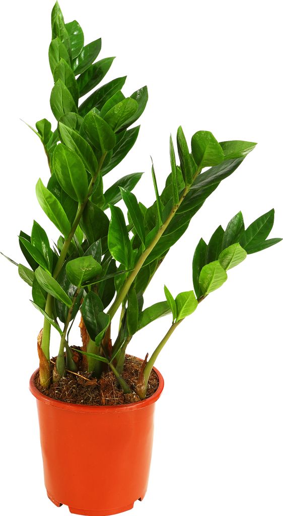 Dehner Glücksfeder, mit ledrigen Fiederblättern, 20 - 30 cm, Ø Topf 17 cm, Zimmerpflanze