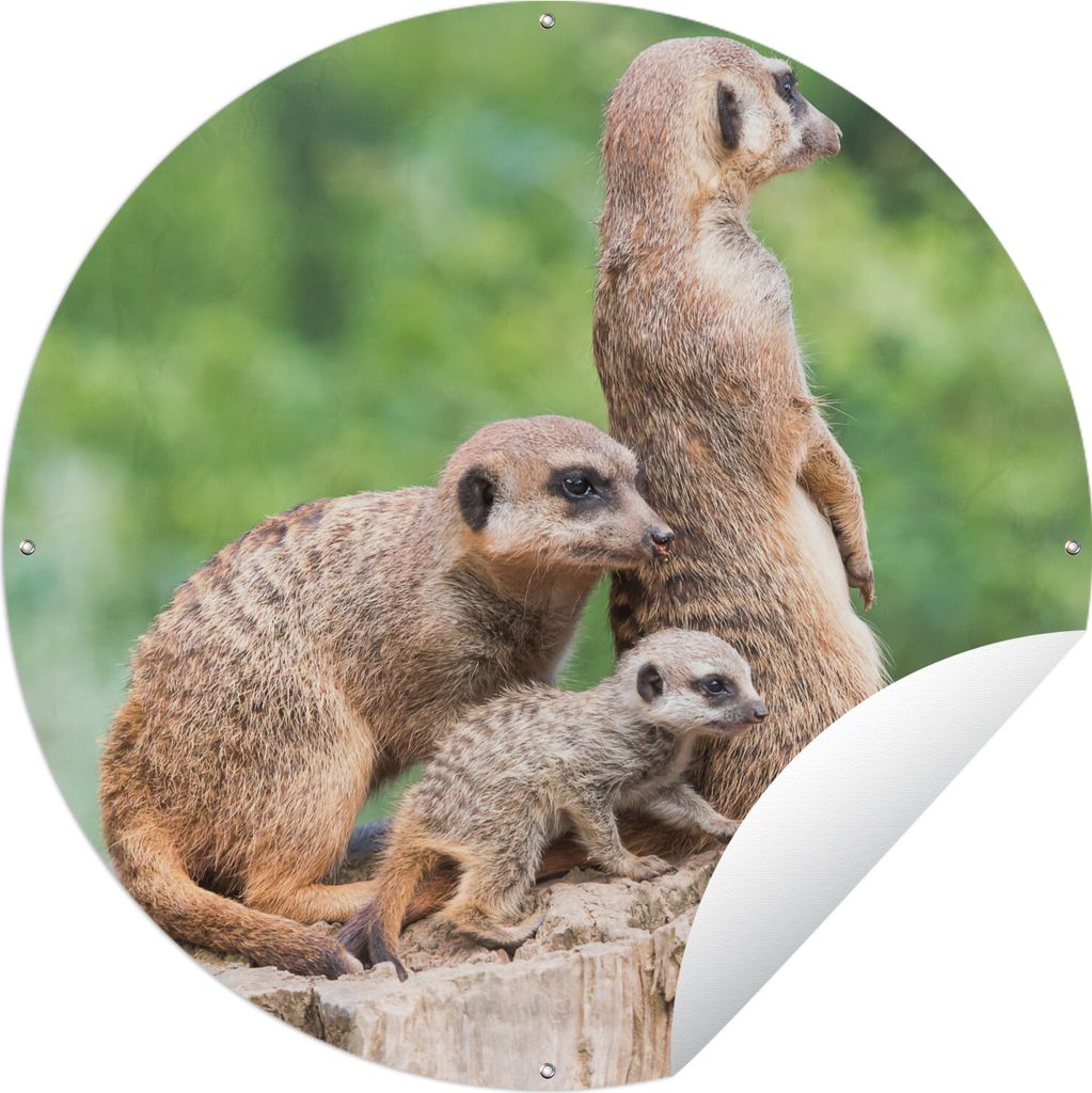 MuchoWow Gartenposter Outdoor-Poster Rund Erdmännchen - Baumstumpf - Jungtier Ø 90 cm Gartendeko Rundes Poster draußen