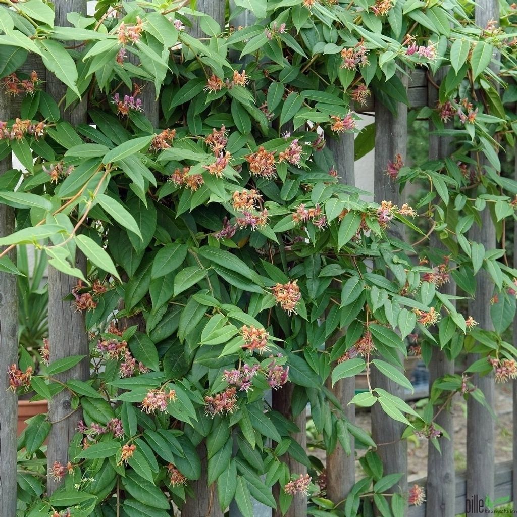Lonicera Varianten Geißblatt versch. Varianten Produktbild 