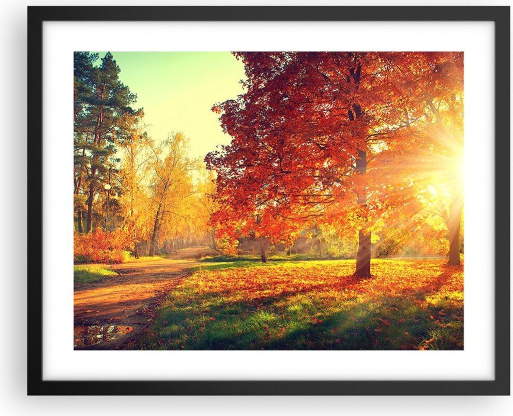 Gerahmtes Poster - Schwarzer Rahmen - Park Herbst Baum - 50x40 cm - Wand Bild - Wanddeko - Wandbilder - Kunstposter - Wandposter - Bilderrahmen - B...