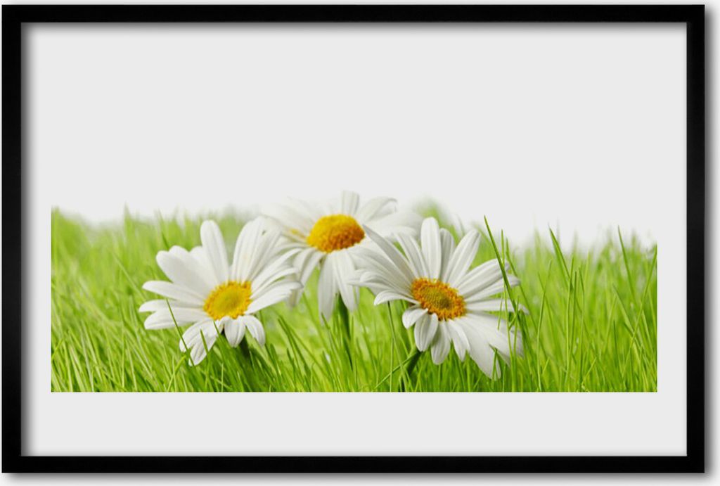 Bild 60x40 MDF-Rahmen Wandkunst Gänseblümchen-Blumen-Pflanze