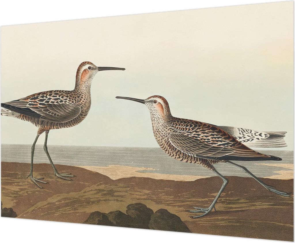 Wandtapete - Dekorative Tapete für Wohnzimmer - Tapetenfolie für Wanddekoration - 312x219 cm - Vogelsilhouetten