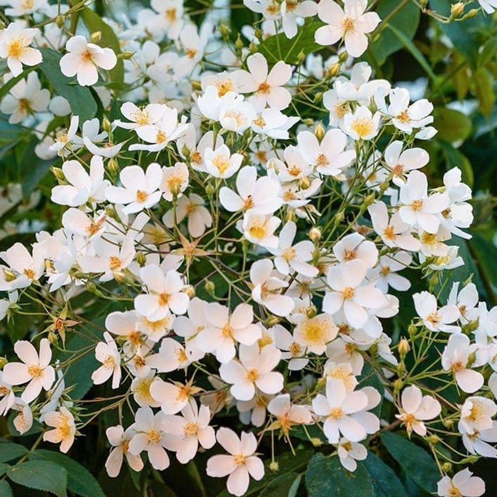 Rosa - Kletternde Rose - Rosa 'Filipes Kiftsgate'