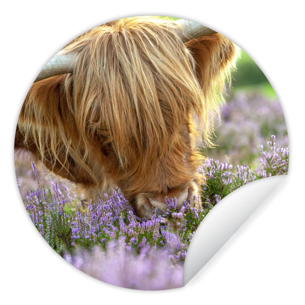 MuchoWow Runde Wandtattoo - Wandsticker Tapete Aufkleber Schottische Highlander - Gras - Heidekraut - Tiere Ø 50 cm Selbstklebend und Reposition...