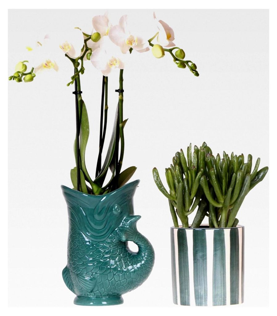 Orchideen | Set aus weißer Amabilis-Orchidee im grünen Topf und Sukkulente im grünen Topf - Topfgröße Ø9cm | Blühende Zimmerpflanze - Frisch...