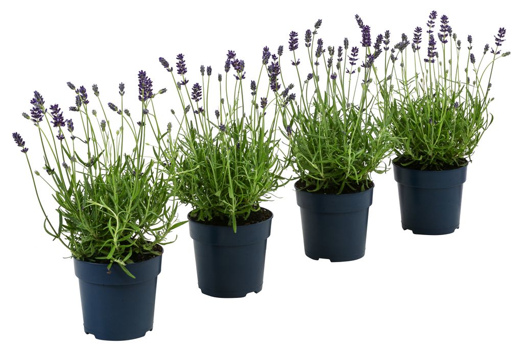 Dehner Bienen-Lavendel, 4 insektenfreundliche Pflanzen für sonnige Standorte, je 10-15 cm, Ø Topf je 12 cm, lila