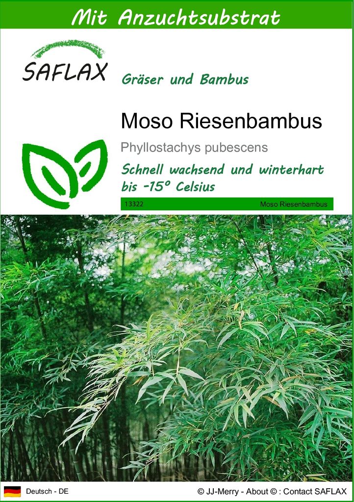 SAFLAX - Gräser-Bambus-Moso Riesenbambus - 20 Samen - Mit Produktbild 