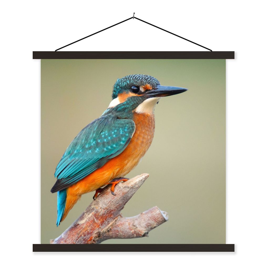 MuchoWow Textilposter Vogel - Eisvogel - Zweig 40x40 cm mit schwarzem Rahmen - Fotos