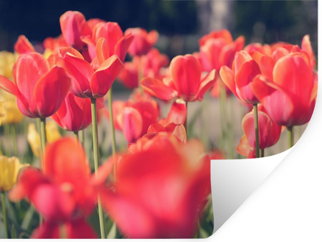MuchoWow Wandtattoo Wandsticker Wandaufkleber Tulpen - Blumen - Natur 160x120 cm Selbstklebend und Repositionierbar - Selbstklebend - Fototapeten