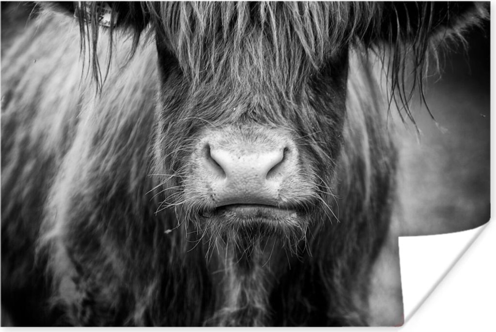 MuchoWow Poster Schottisches Hochlandrind - Haare - Tiere 90x60 cm - Schlafzimmer