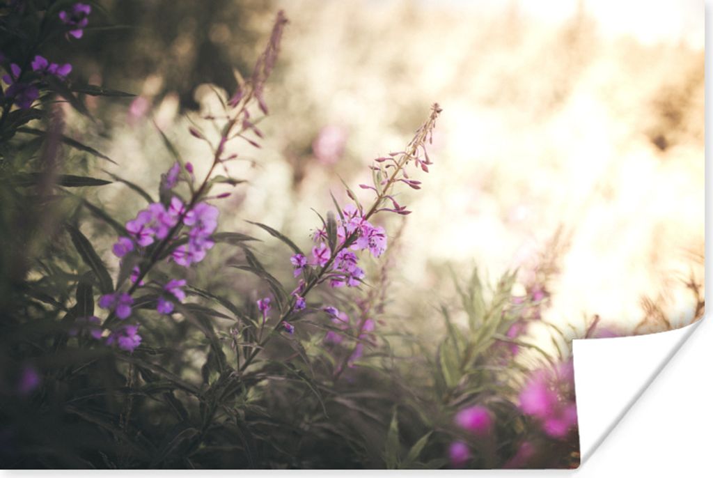 MuchoWow Poster Nahaufnahme von rosa Blumen im Nationalpark Bayerischer Wald 120x80 cm - Bilder