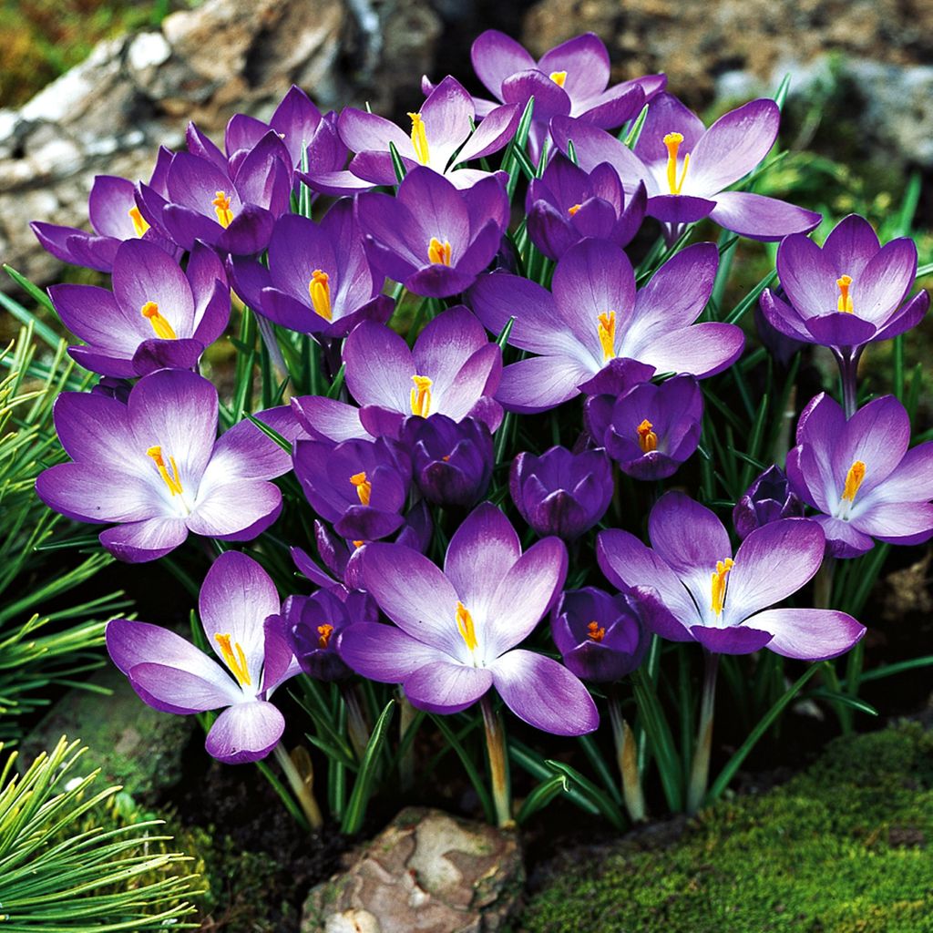 Blumenzwiebeln Blumen Zwiebeln Crocus Frühlingskrokus Ruby Produktbild 