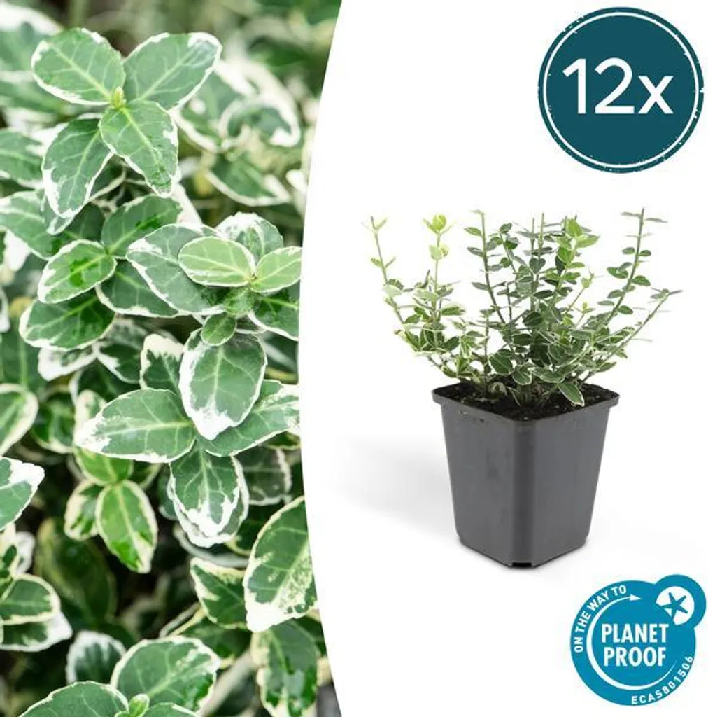 Fusain Euonymus fortunei : la solution couvre-sol facile - 12 plants - 2