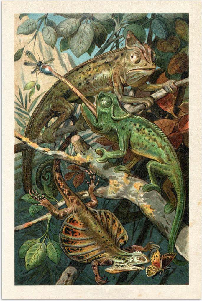 MuchoWow Poster Vintage - Reptilien - Pflanzen 80x120 cm - Papierdruck