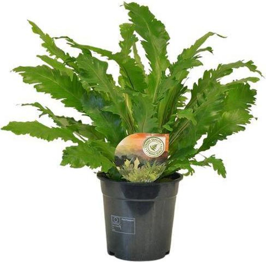 Nestfarn Asplenium Campio Ø17cm 50cm Zimmerpflanze pflegeleicht dekorativ