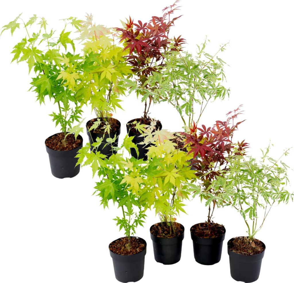 A collection of potted Japanese maple saplings with varying leaf colors.
