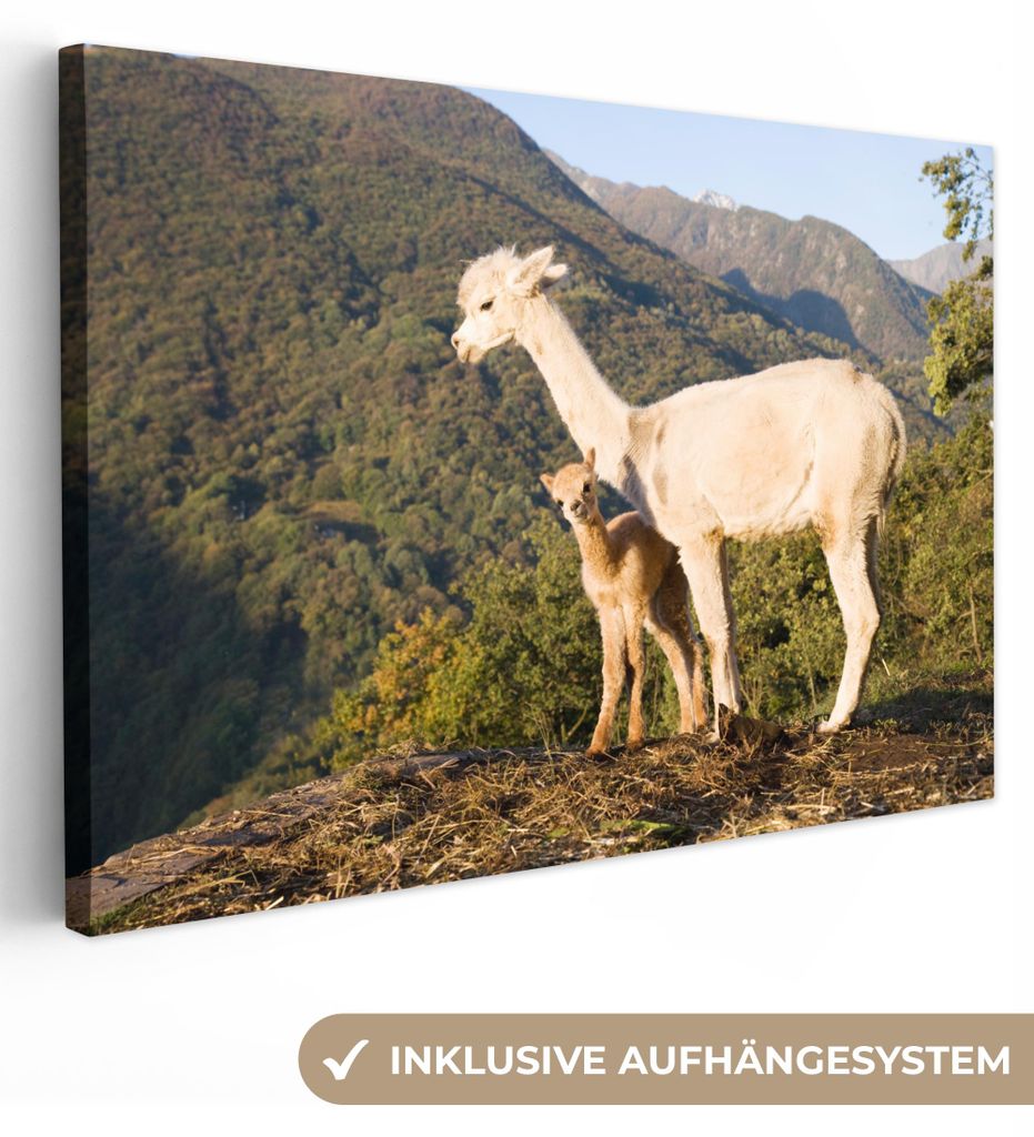 OneMillionCanvasses - Leinwandbilder - 140x90 cm, Alpakas - Berge - Natur, Wandbilder Kunstdruck Wanddekoration