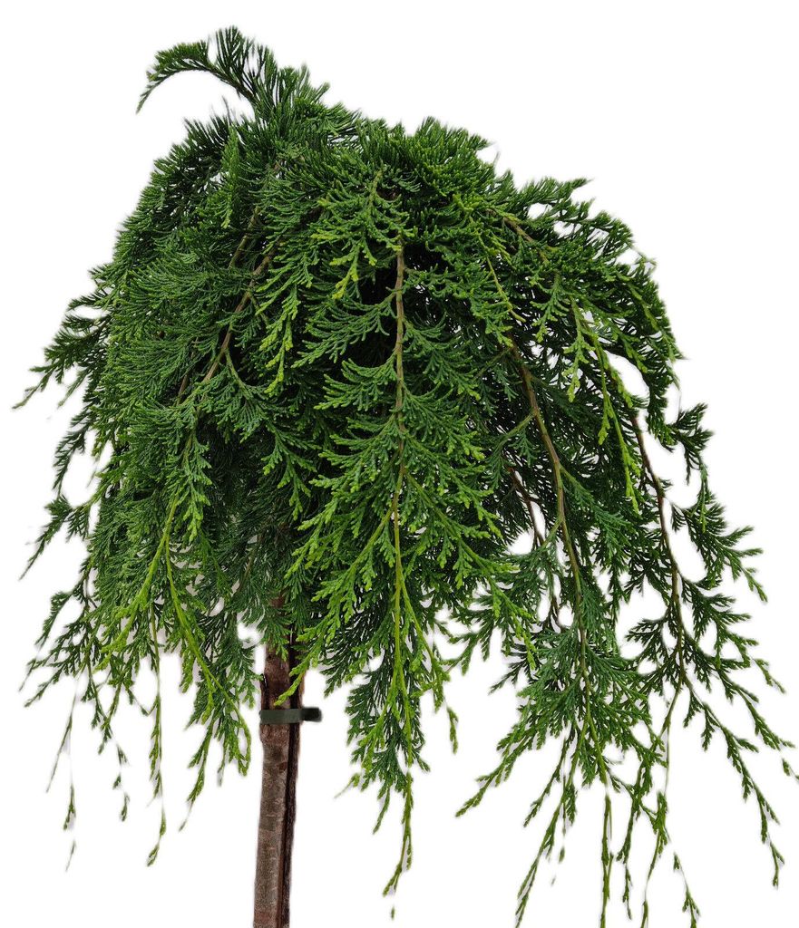Chamaecyparis Lawsoniana Nidiformis Gartenzypresse Produktbild 