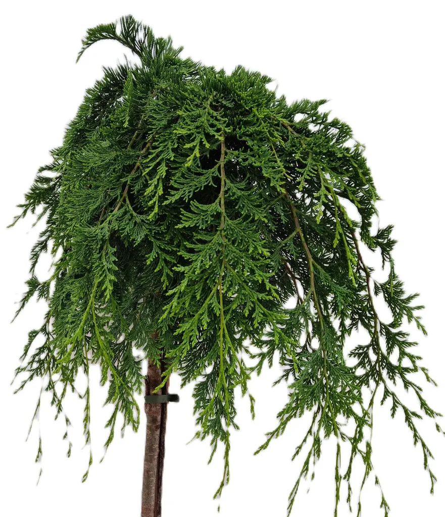 Chamaecyparis Nidiformis Haute Tige 60-80cm - Feuillage Persistant Dense
