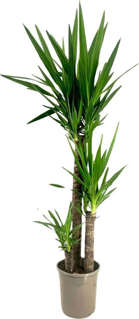 Jukka - Yucca elephantipes - Wys. 130-140cm - ⌀24cm Zdjęcie produktu 