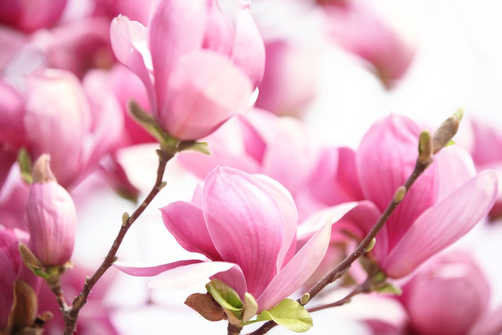 Papermoon VLIES Fototapete, Digitaldruck, Rosa Magnolie (568)