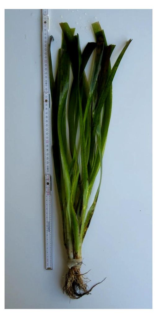 Vallisneria americana gigantea/Riesenvallisneria im Bund
