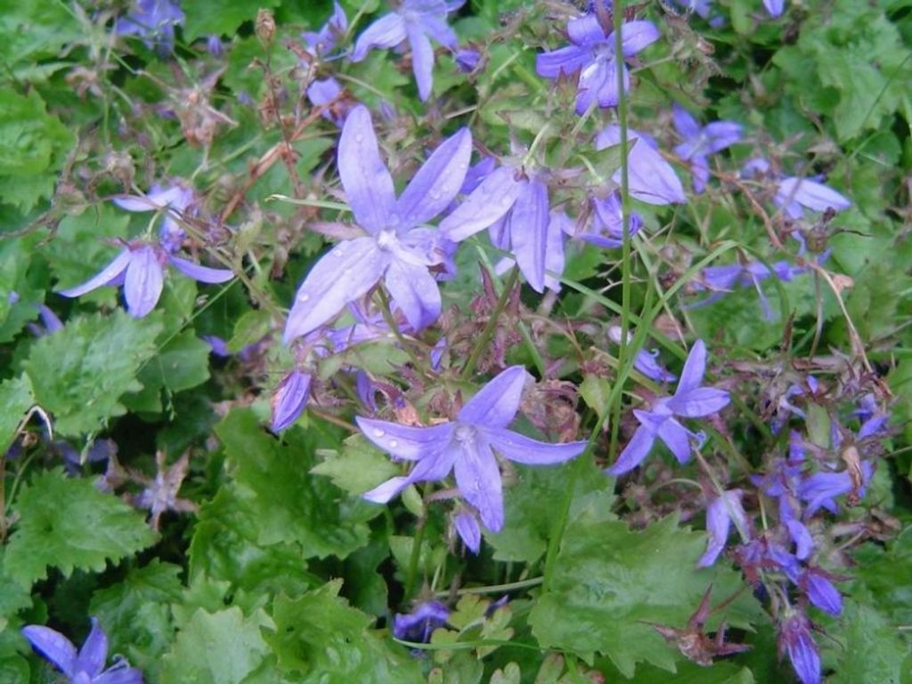 6 x Hängepolster-Glockenblume Blauranke - dunkelblau - Tb 9