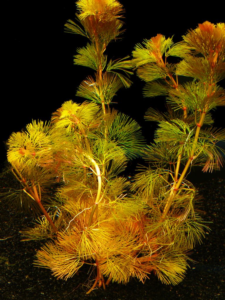 1 Bund Rote Haarnixe (Cabomba Piauhyensis) Produktbild 