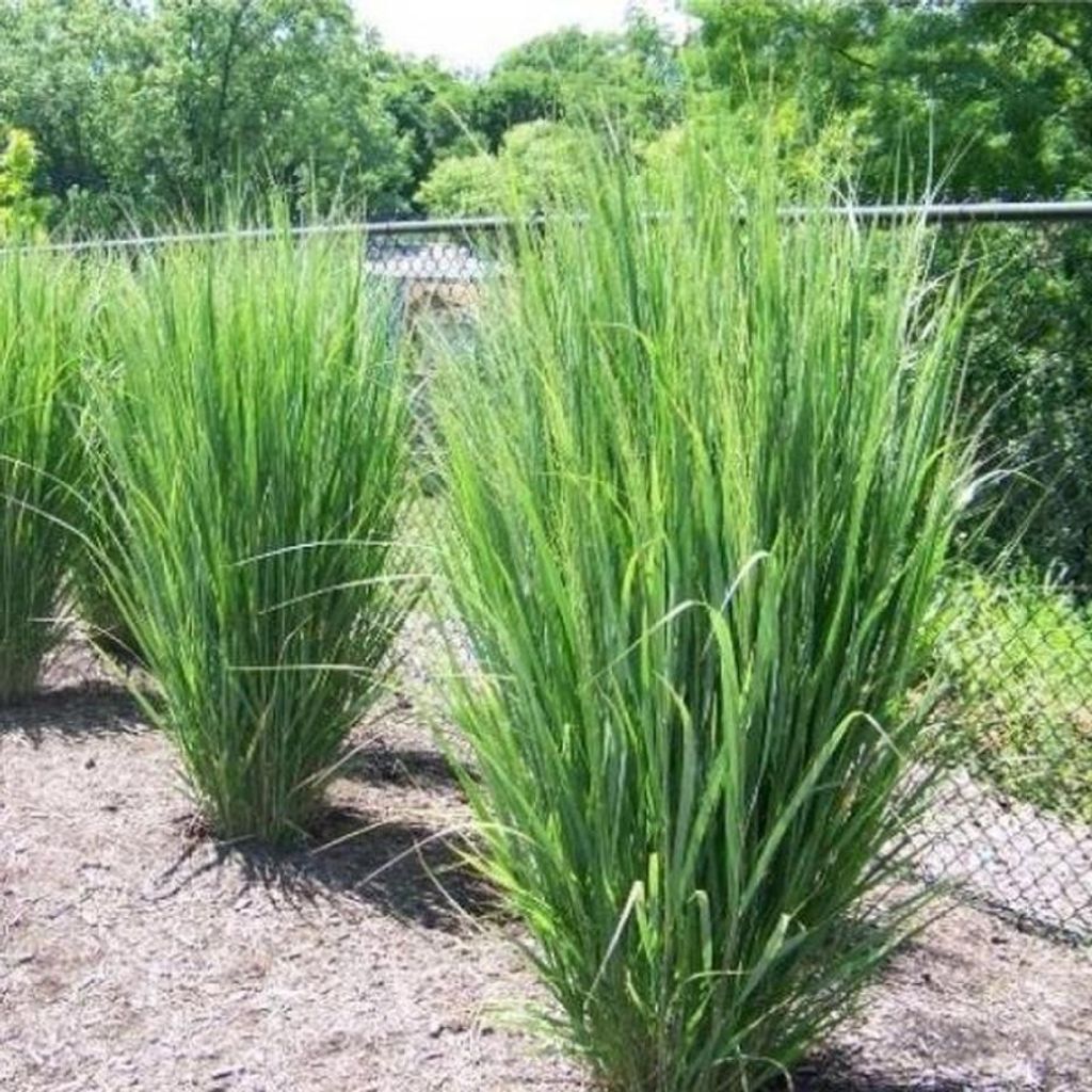 6 Pflanzen Ruten-Hirse 'Northwind', Panicum virgatum, P9 Produktbild 