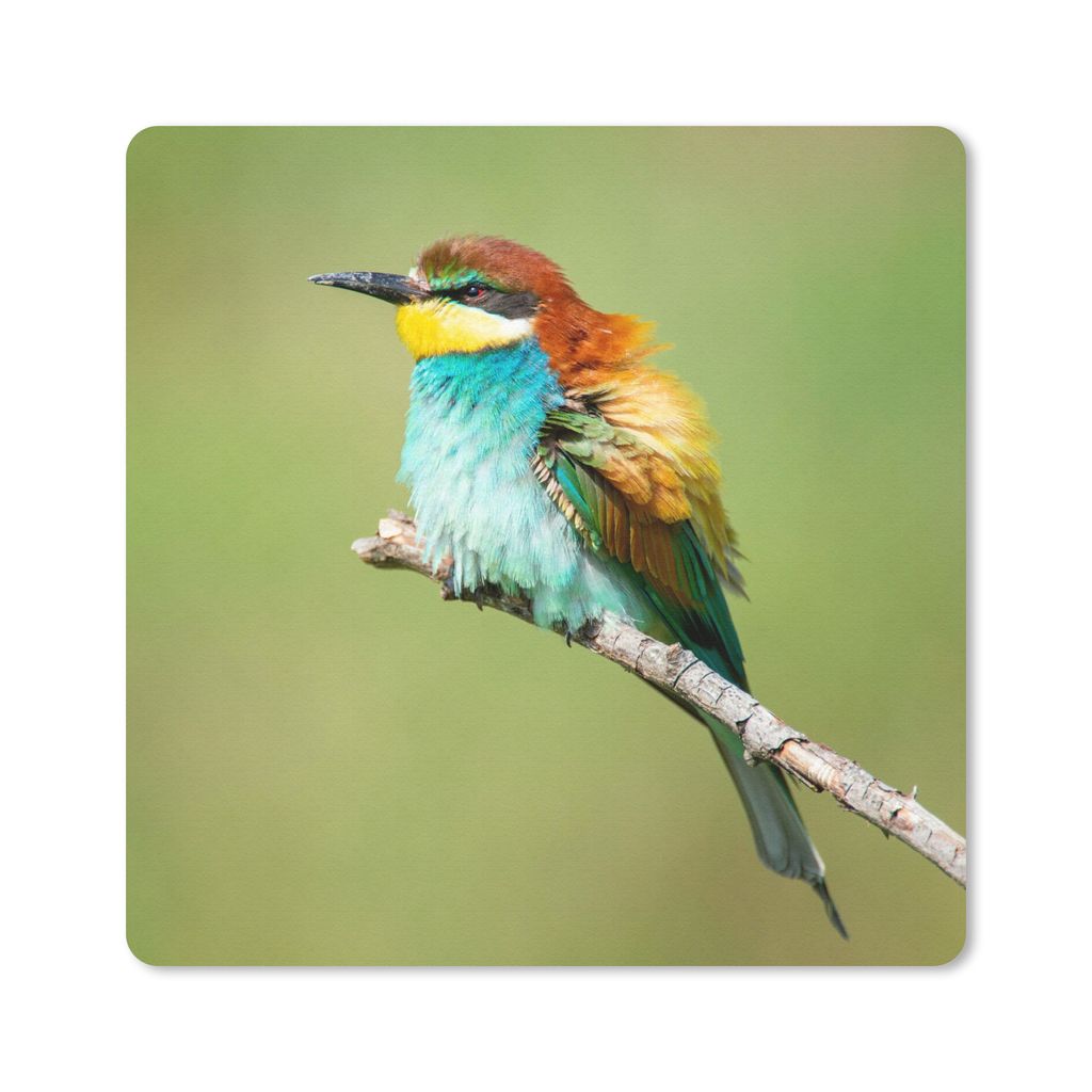 MuchoWow Mauspad Mousepad Vogel - Tiere - Bienenfresser 20x20 cm - Mousepads - Maus Mat - Pad - Mausunterlage - Desk Mat - Bureauartikeln