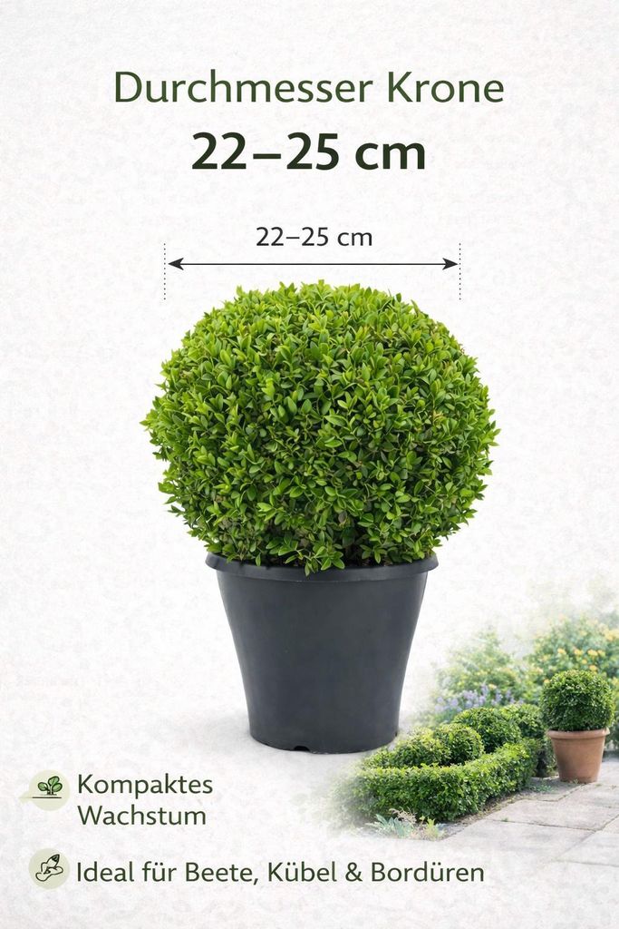 Buchsbaum Kugel Ø 22–25 cm – Buxus sempervirens