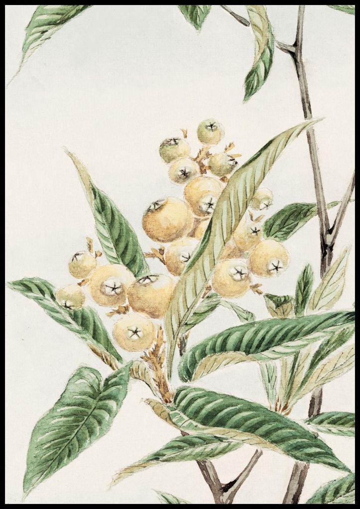 Plakat 70x100cm Biwa Loquat, Morikaga Japanisch Vintage für das Wohnzimmer