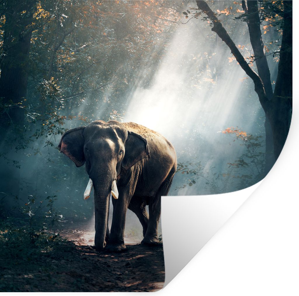MuchoWow Wandtattoo Wandsticker Wandaufkleber Elefant - Tiere - Licht - Wald - Natur - Wildtiere 100x100 cm Selbstklebend und Repositionierbar - ...
