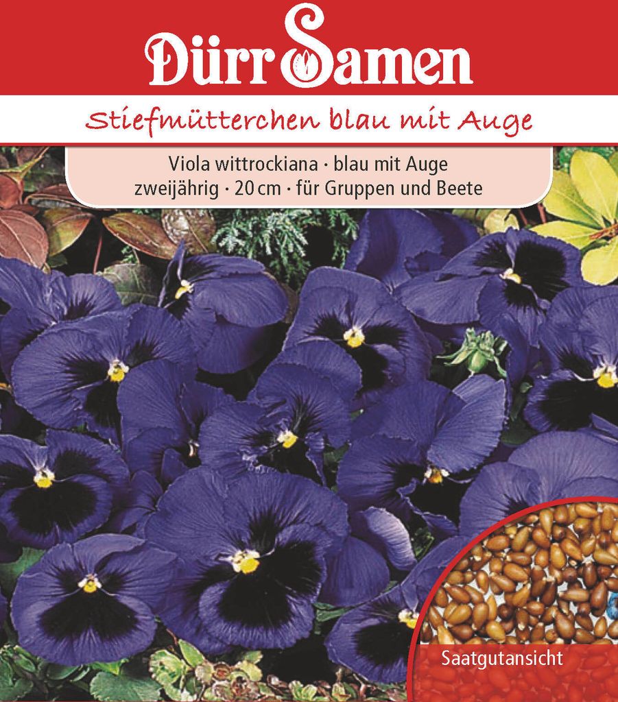 Viola wittrockiana Stiefmütterchen Blau mit Auge