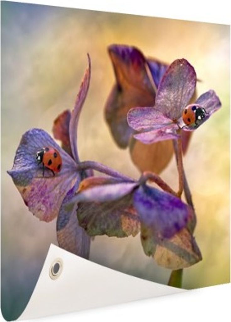 Gartenposter - 60x40 cm - Zwei Marienkäfer auf Blumen - Modernes Wandbilder