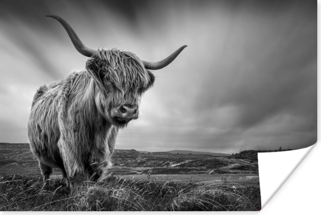 MuchoWow Poster Kühe - Schottische Hochlandkühe - Natur - Tiere - Schwarz und weiß 90x60 cm - Schlafzimmer