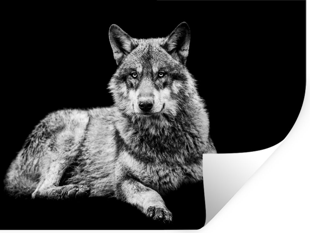 MuchoWow Wandtattoo Wandsticker Wandaufkleber Wildlife - Wolf - Schwarz - Weiß 160x120 cm Selbstklebend und Repositionierbar - Selbstklebend - F...