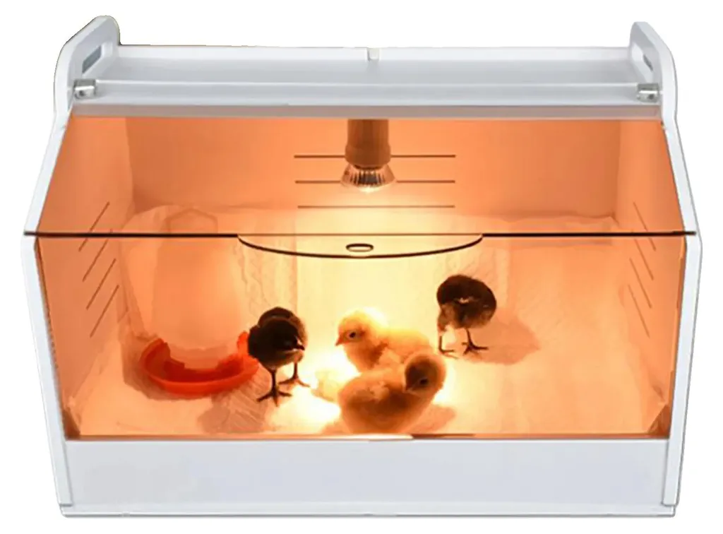 Couveuse de table pour élever 20 poussins à la maison en toute sécurité