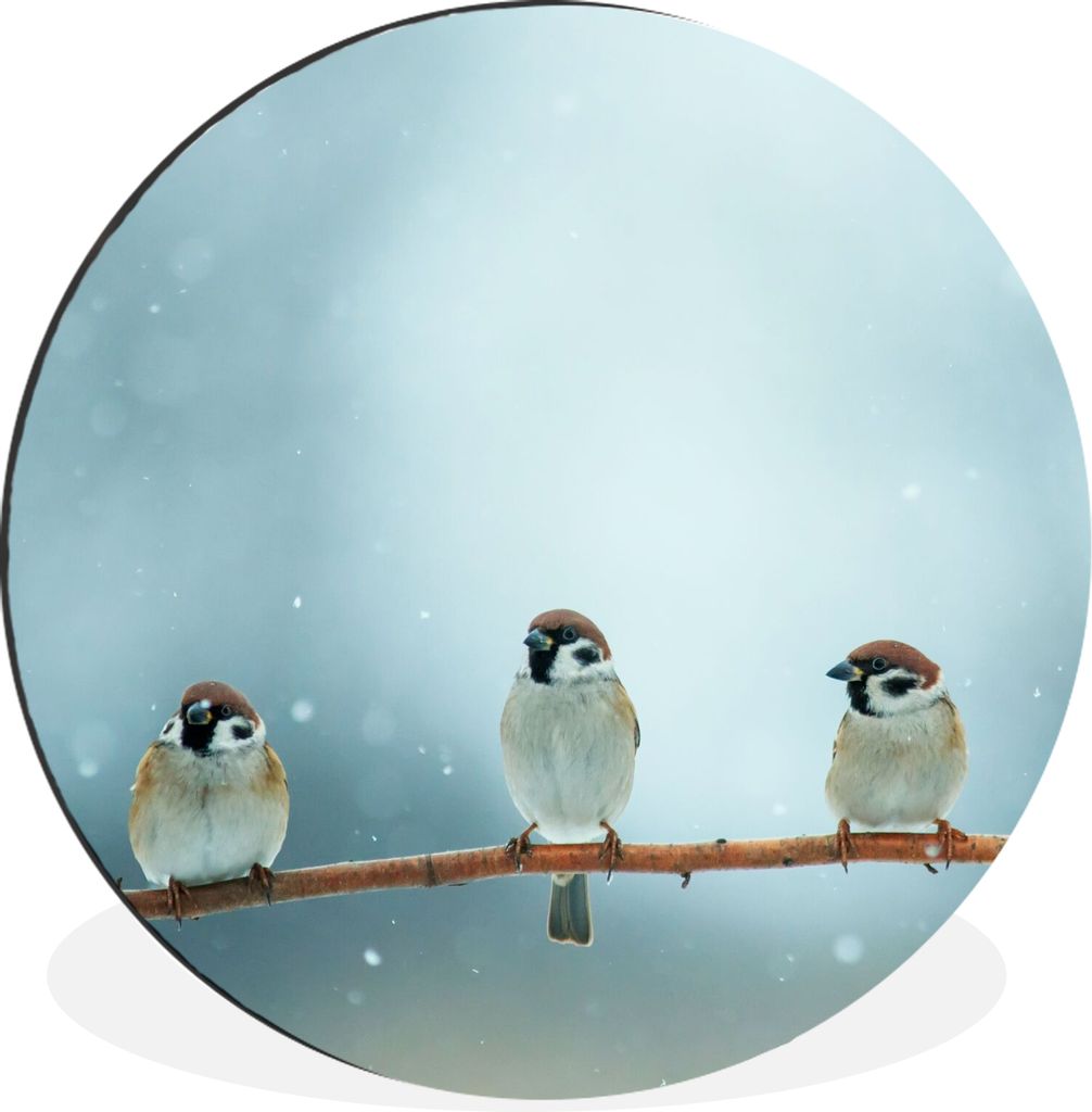 MuchoWow Aluminium Wandkreis Vögel - Spatz - Schnee - Winter Ø 30 cm Wanddeko Modern Wohnzimmer - Wand Bild - Wohnzimmer - Runde Bilder - Alubi...