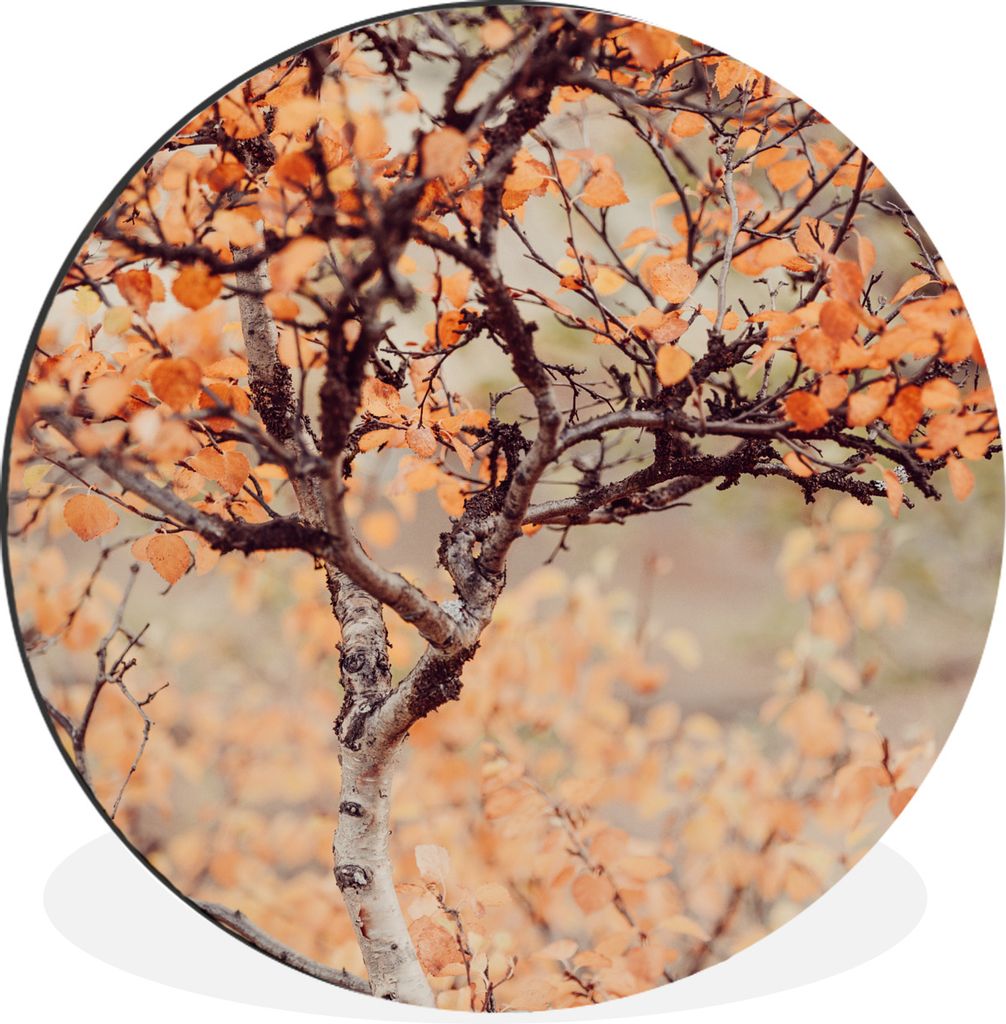MuchoWow Aluminium Wandkreis Herbst - Äste - Blätter Ø 60 cm Wanddeko Modern Wohnzimmer - Wand Kreis - Wandbild - Schlafzimmer - Aluminium Bil...