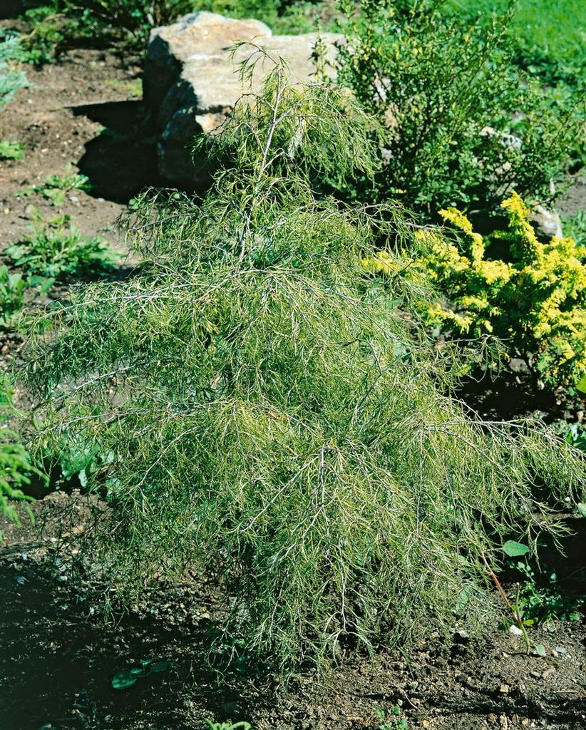 Betula pendula 'Karaca', Hängebirke, 40–60 cm