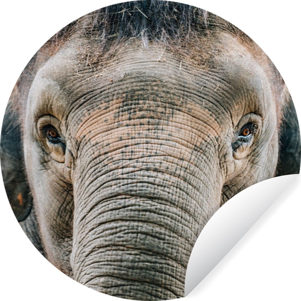 MuchoWow Runde Wandtattoo - Wandsticker Tapete Aufkleber Elefant - Porträt - Tiere - Grau Ø 80 cm Selbstklebend und Repositionierbar - Wandaufk...